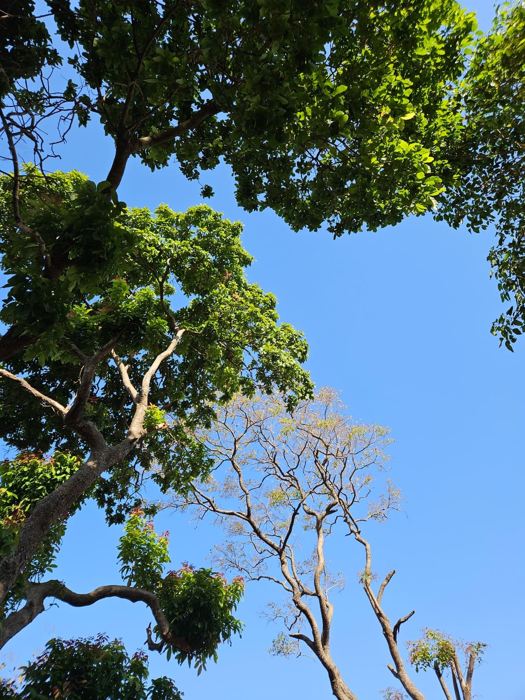 Leaves
